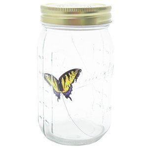 butterfly in a jar